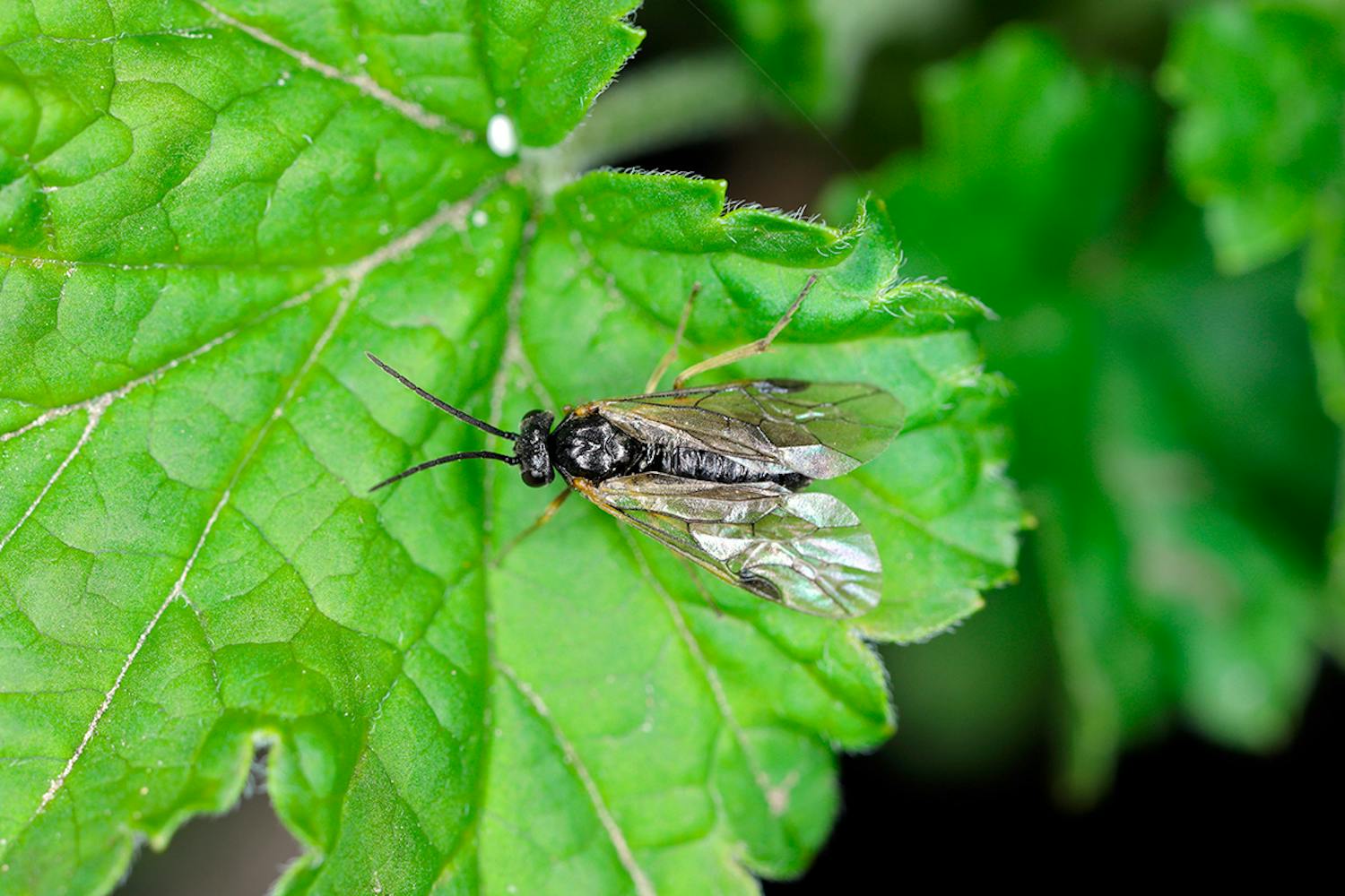 Bladhveps skadedyr Bladhvepse skadedyr i planter